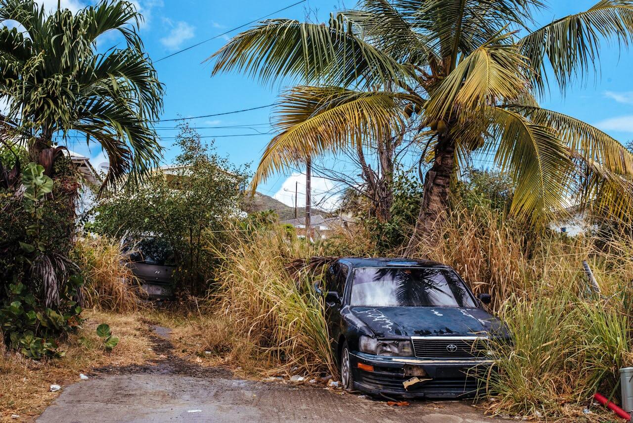 an abandoned damaged car under a palm tree